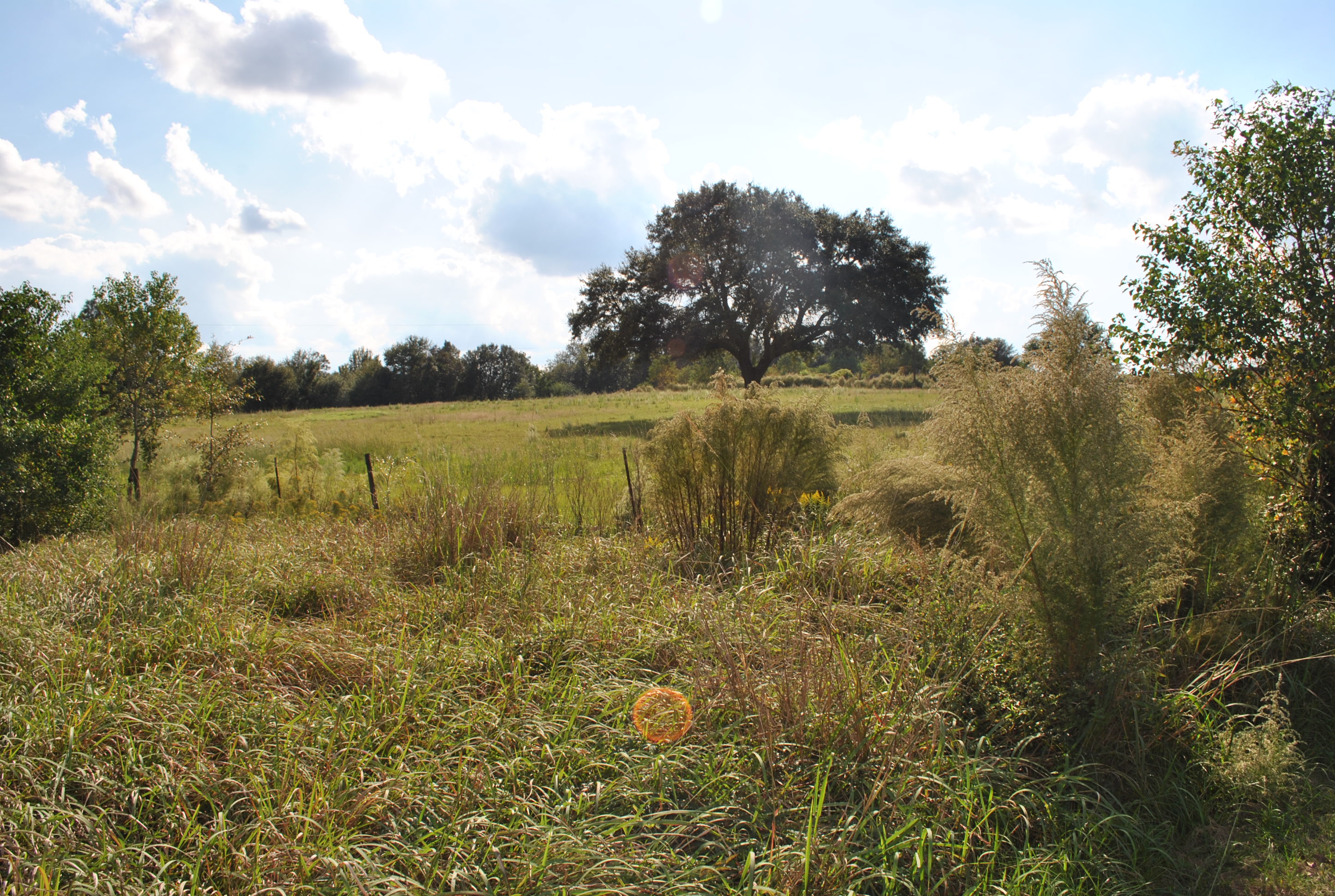 A broad oak tree in a sunlit farm pasture